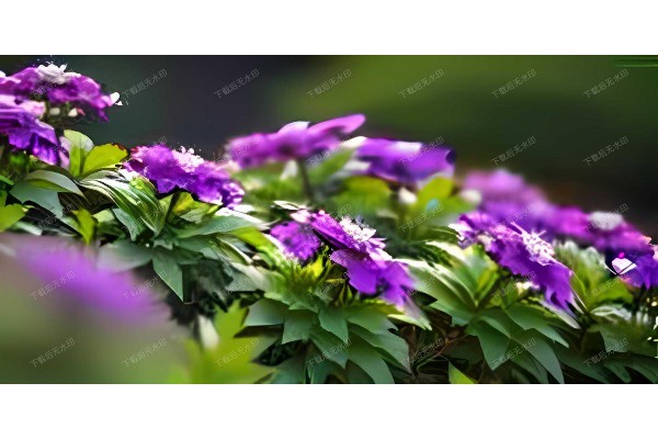 桑拿按摩